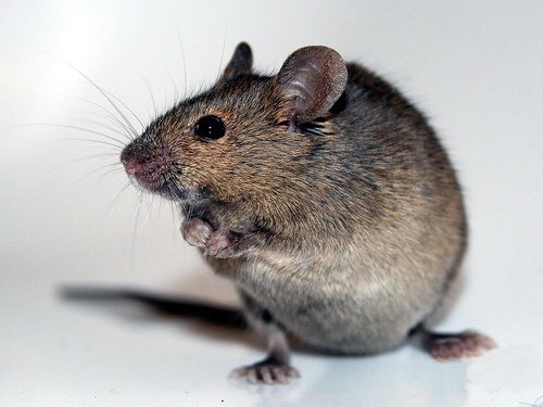 Кошки и мышки :)) Мило...