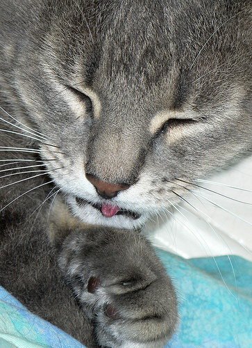 Кошки и мышки :)) Мило...