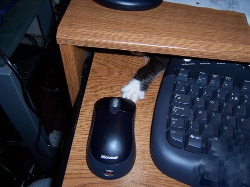 Кошки и мышки :)) Мило...