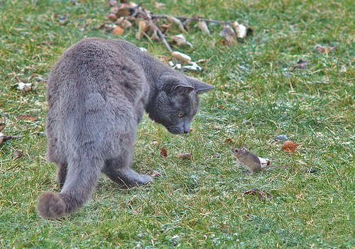 Кошки и мышки :)) Мило...