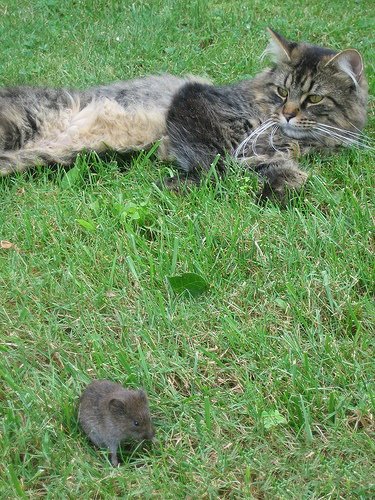 Кошки и мышки :)) Мило...