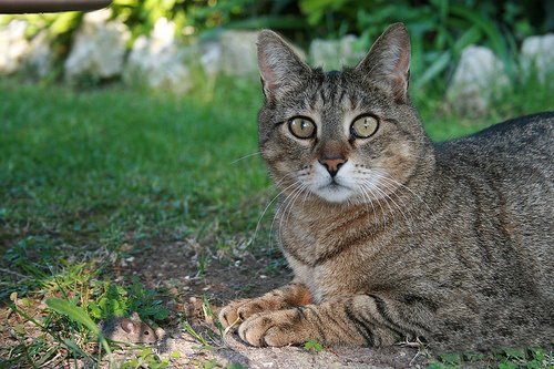 Кошки и мышки :)) Мило...