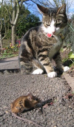 Кошки и мышки :)) Мило...