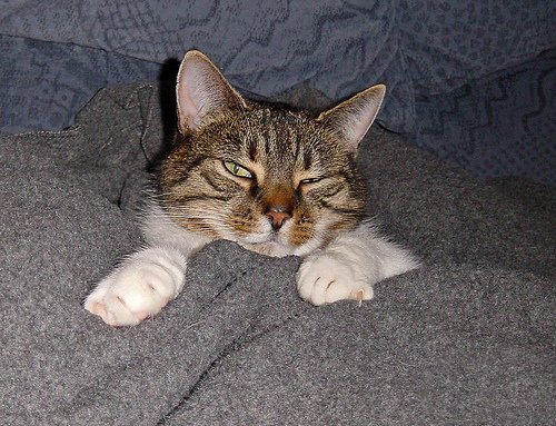 Кошки и мышки :)) Мило...