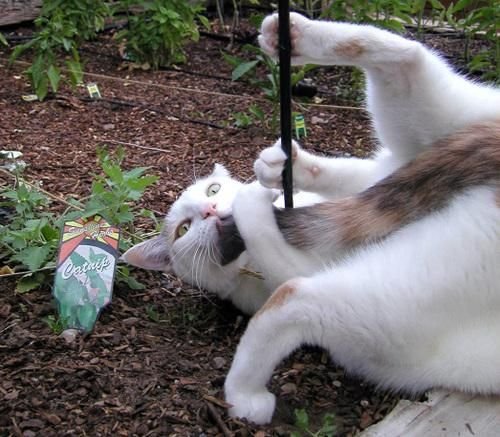  Животный позитив