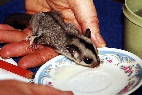  Животный позитив