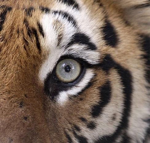  Животный позитив