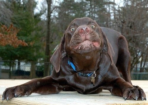 Животный позитив