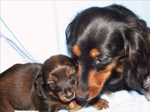 Животный позитив