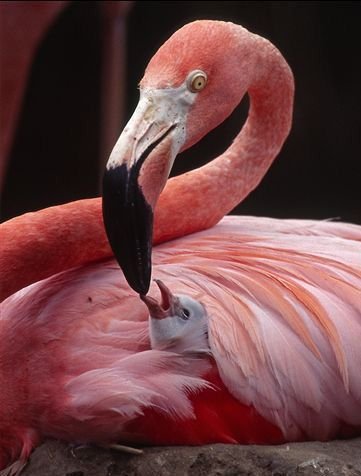 Животный позитив