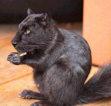 Животный креатив