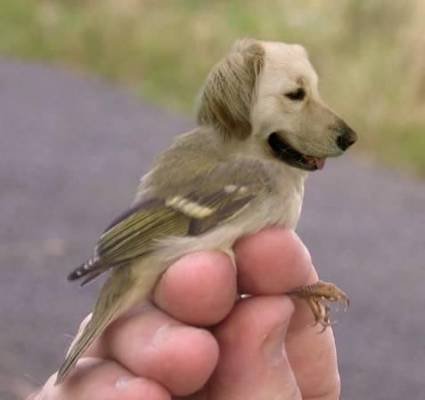 Животный креатив