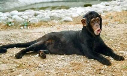 Животный креатив