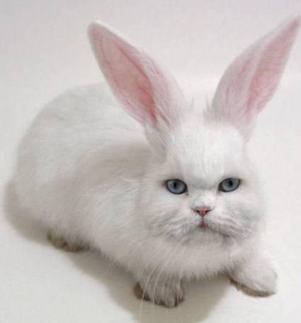 Животный креатив