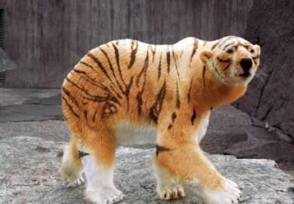 Животный креатив