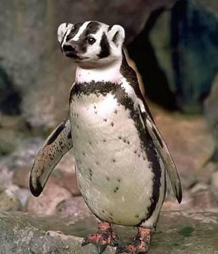 Животный креатив