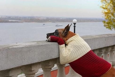 Зверушки для поднятия настроения