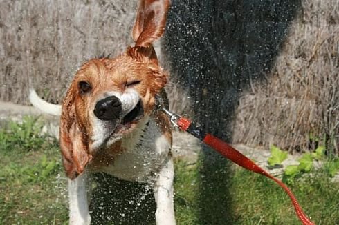 Зверушки для поднятия настроения