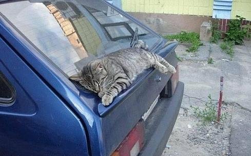 Зверушки для поднятия настроения