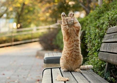 Зверушки для поднятия настроения