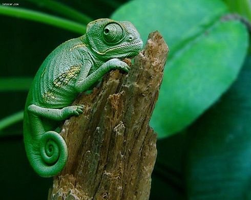 Зверушки для поднятия настроения