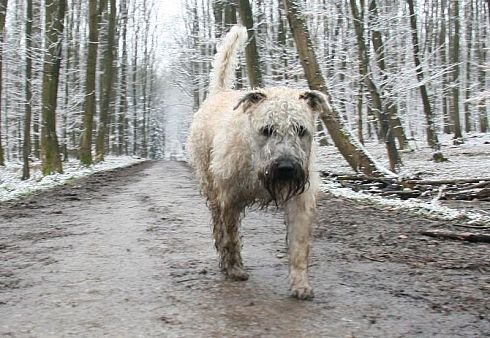 Зверушки для поднятия настроения