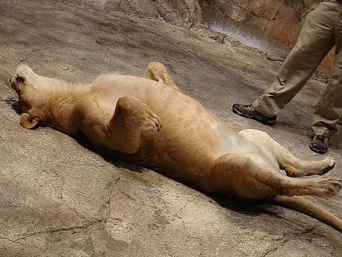 Зверушки для поднятия настроения