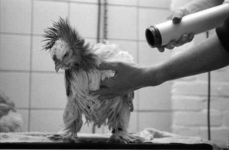 Зверушки для поднятия настроения