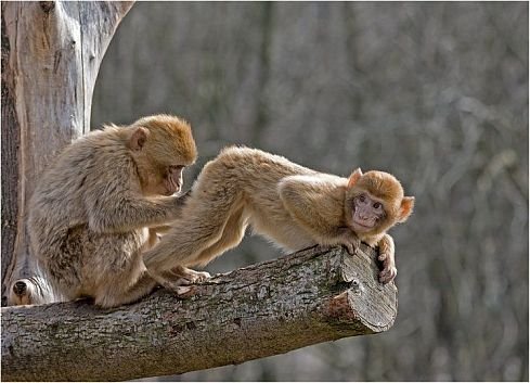 Зверушки для поднятия настроения