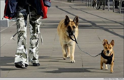 Зверушки для поднятия настроения