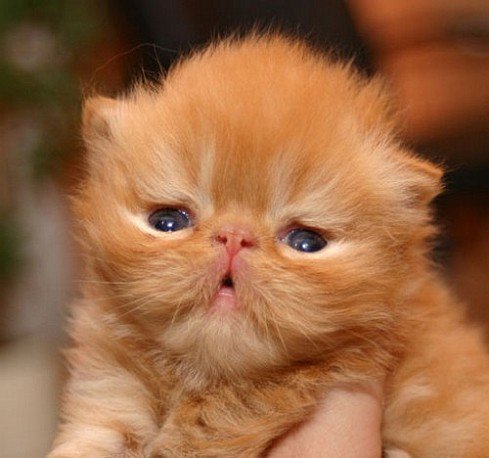 Зверушки для поднятия настроения