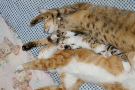 Коты коты коты...