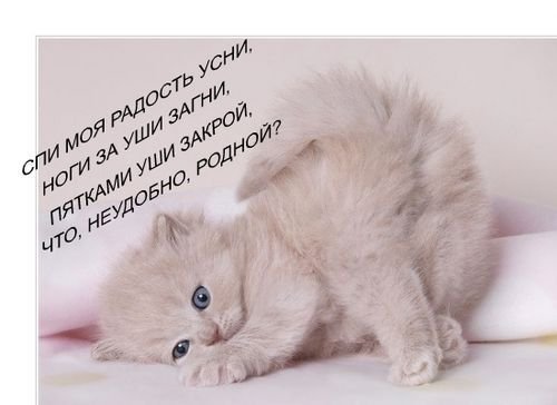 Коты коты коты...