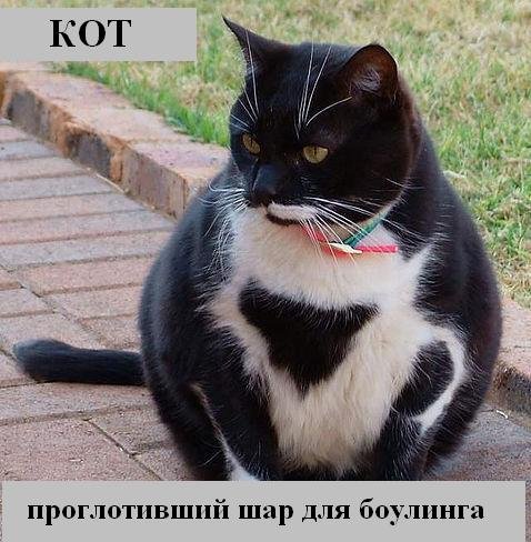 Коты коты коты...