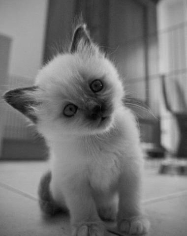 Коты коты коты...