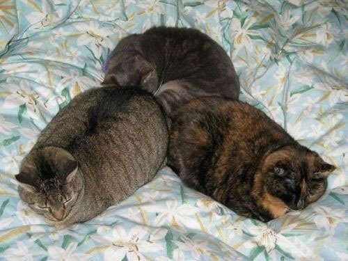 Коты коты коты...