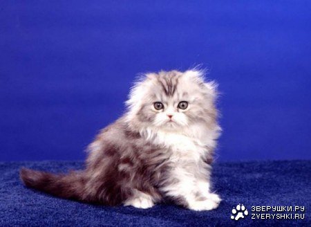 Коты коты коты...