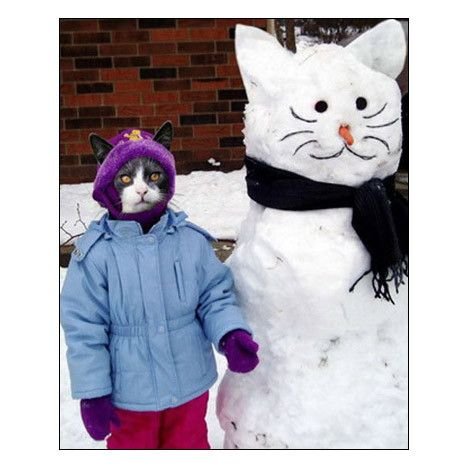 Коты коты коты...