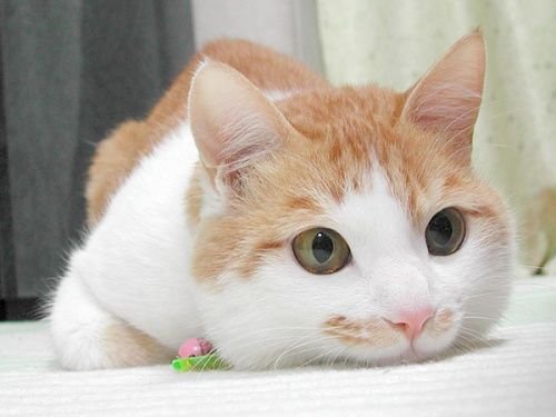 Коты коты коты...