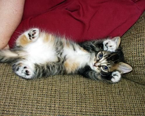 Коты коты коты...