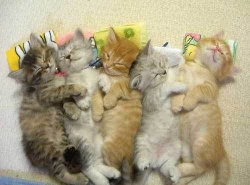 Коты коты коты...