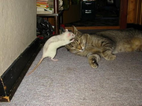 Кошки и мышки :)) Мило...