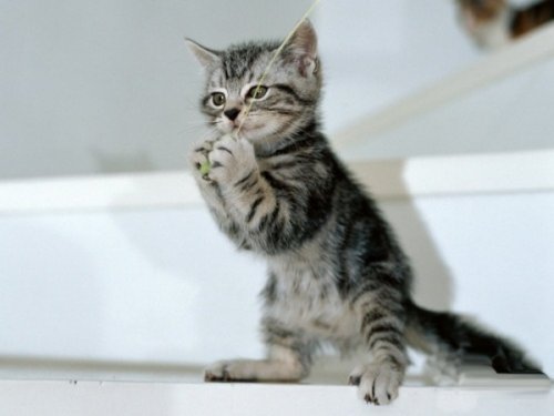 Кошки и мышки :)) Мило...