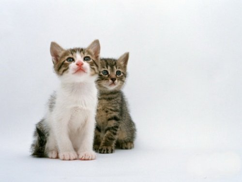 Кошки и мышки :)) Мило...