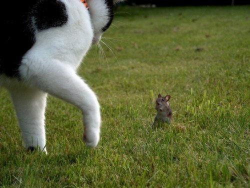 Кошки и мышки :)) Мило...