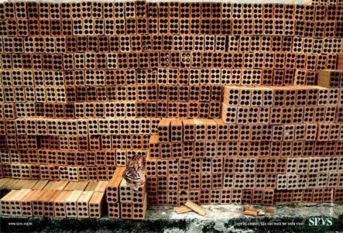 Тест на внимательность - найди животное