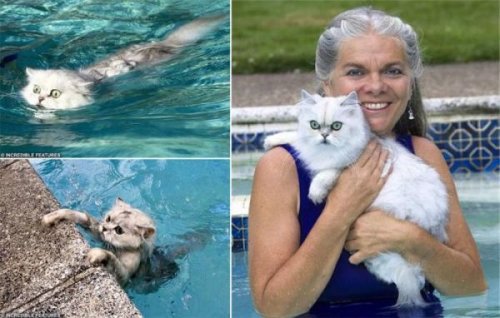  Животный позитив