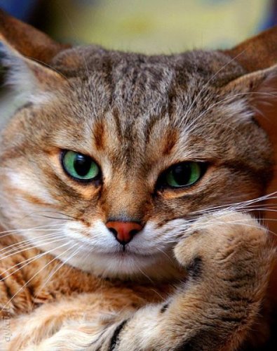  Животный позитив