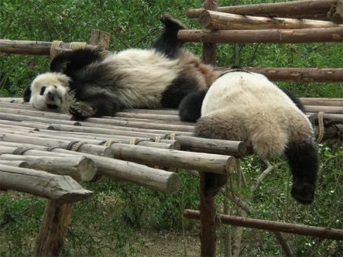  Животный позитив