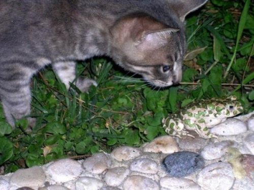  Животный позитив